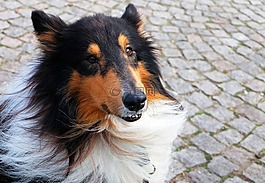 狗,牧羊犬,純種狗