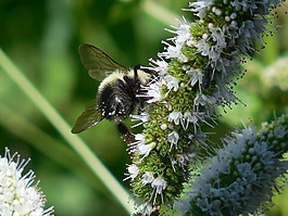 大黃蜂,蜜蜂,昆蟲