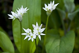 葱头,花园,草药