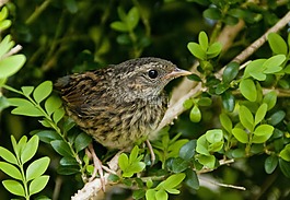 黑鳥,鳥,幼鳥