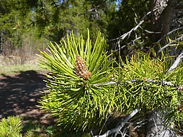 松,松球,針葉樹