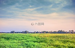 景觀,草地,草