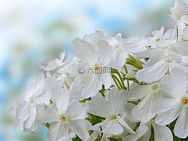 鮮花,性質(zhì),春天