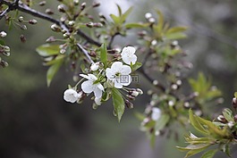別墅,宏,夏季