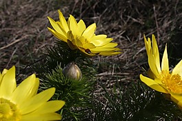 瓢蟲(chóng),hlavacek,花
