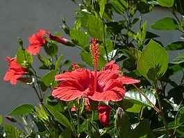 花,红色,芙蓉花