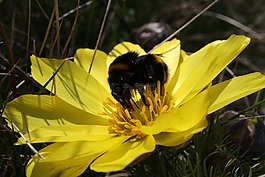 熊蜂,hlavacek,花