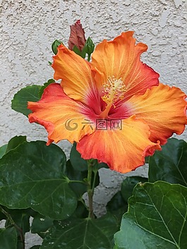 花,槿,盛開