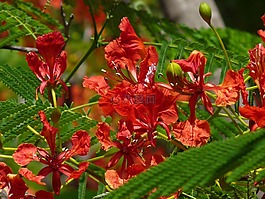 孔雀,flowerd,紅