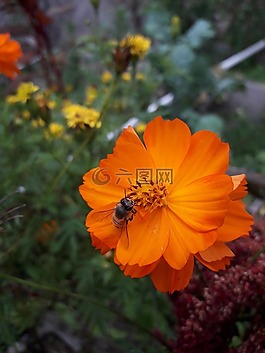花,罌粟,自然