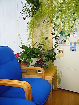 等待區,藍色椅子,室內植物