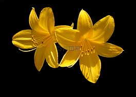 黃花菜,花,黃色
