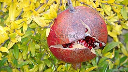 石榴,成熟,新鮮