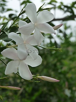 茉莉花,鮮花,白