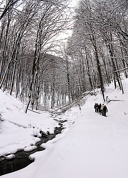 冬天,森林,雪