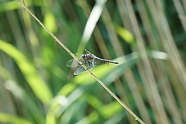 蜻蜓,昆蟲飛行