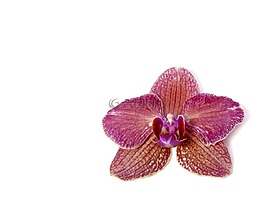 蝴蝶蘭,蘭花,熱帶