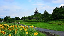 向日葵,五層寶塔,自然