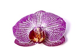 蝴蝶蘭,蘭花,熱帶