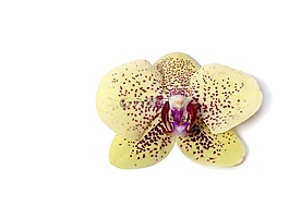 蝴蝶蘭,蘭花,熱帶