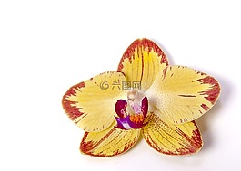 蝴蝶蘭,蘭花,熱帶
