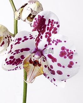 蝴蝶兰,兰花,热带