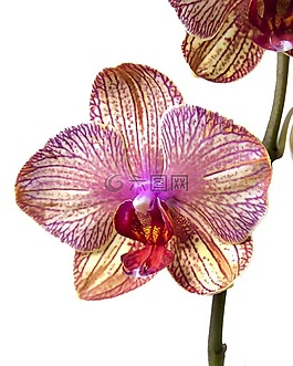 蝴蝶蘭,蘭花,熱帶