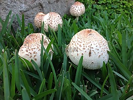 菌类,蘑菇,花园蘑菇