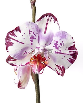 蝴蝶蘭,蘭花,熱帶