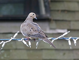 鴿子,自然,鳥