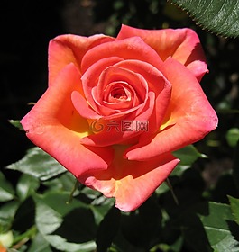 玫瑰,花,盛開
