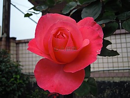 玫瑰花,rose,春天