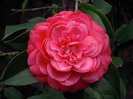 山茶,茶花,紅色
