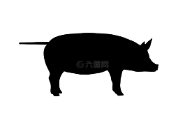 走,站在,猪
