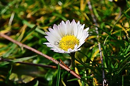 雛菊,花,草地