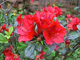 杜鵑花,紅色,春天