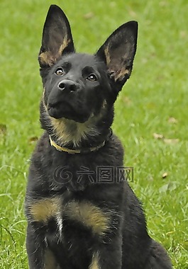 德國(guó)牧羊犬,狗,小狗