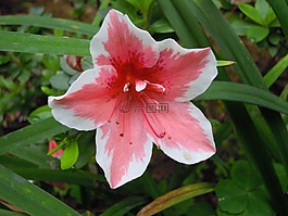 杜鵑花,粉紅,春天