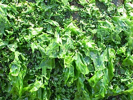 海藻,石蓴,sea lettuce