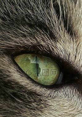 貓,眼,反思