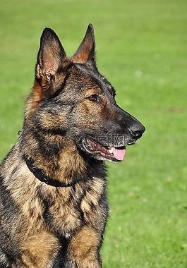 德国牧羊犬,工作犬,牧羊人