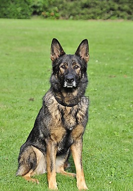 德国牧羊犬,工作犬,牧羊人