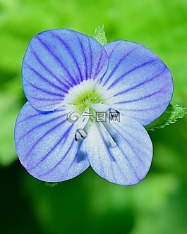 性質(zhì),花,鮮花