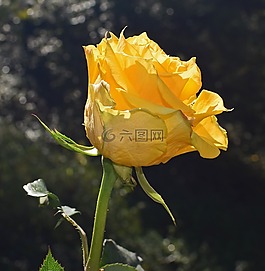 黃色的-橙色的玫瑰,玫瑰,花