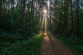 sonnenstern宾馆,阳光,森林路径