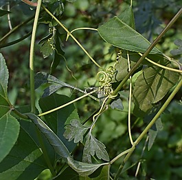激情的花卷須,藤,登山者