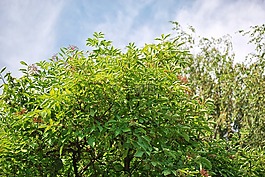 樹,綠色,葉子