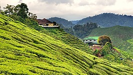 茶,人工林,卡梅倫