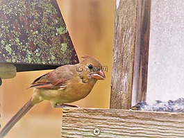 鳥(niǎo),野生動(dòng)物,關(guān)閉了