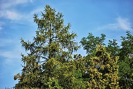 樹(shù),針葉樹(shù),綠色